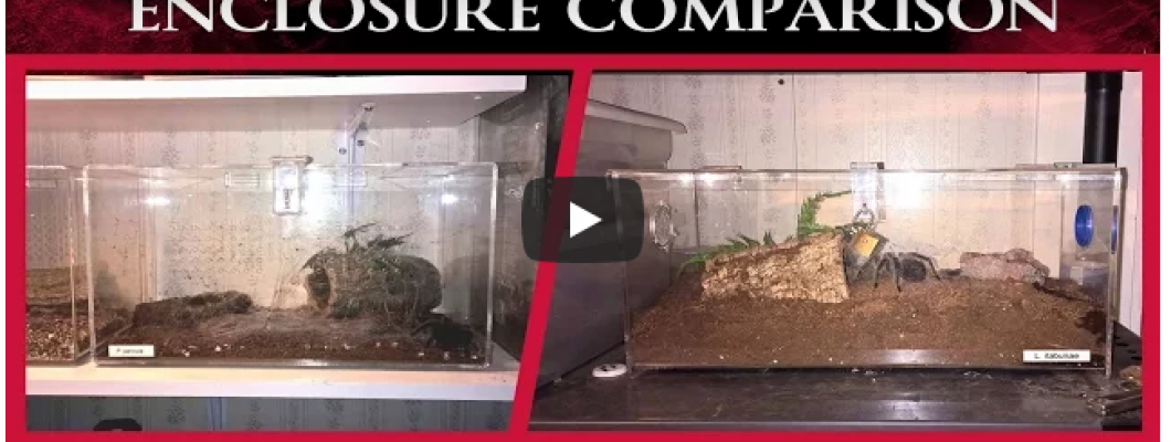 Tarantula Enclosure Comparison by Tom Moran